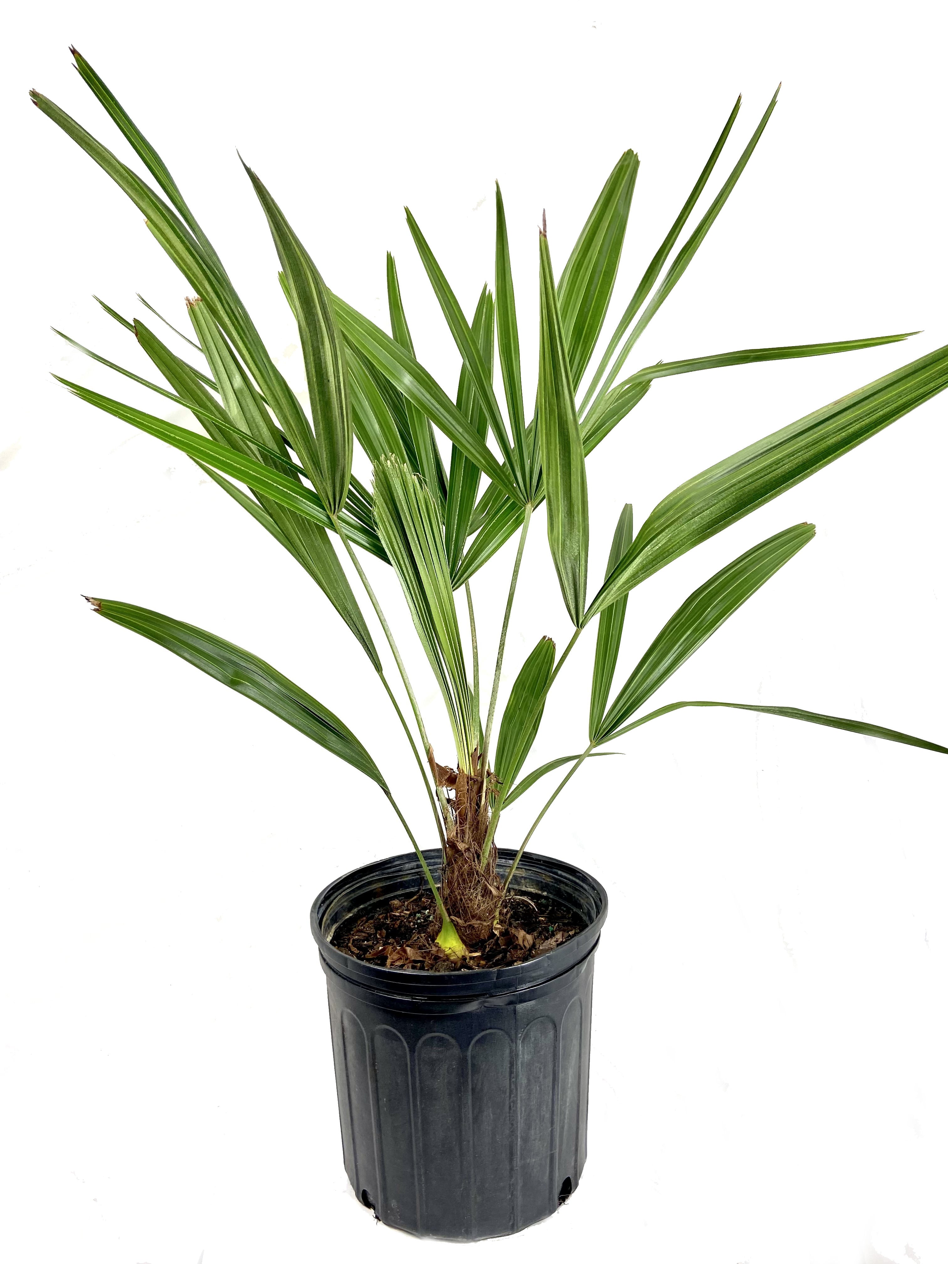 Needle Palm - Live Plant in a 10 inch Growers Pot - Rhapidophyllum Hystrix - Rare Ornamental Palms from Florida