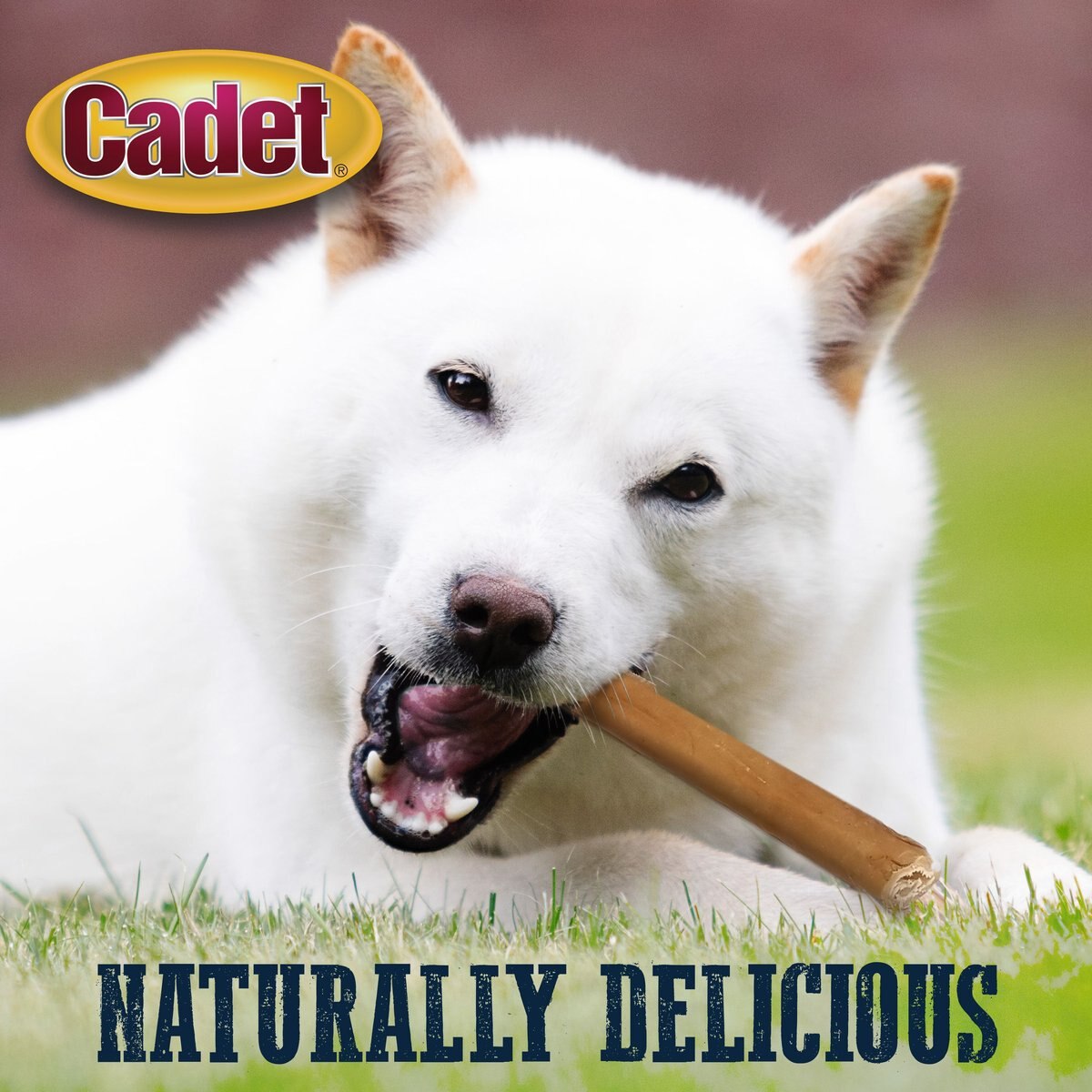 Cadet Bully Hide Sticks All-Natural Chews Dog Treats， Large， 4 count