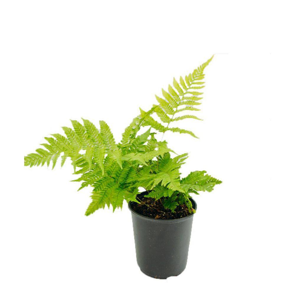 1 Gal. Fern Autumn Plant 19650