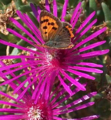 Classy Groundcovers - Delosperma cooperi Mesembryanthemum cooperi， similar to D. sutherlandii {25 Pots - 3 1/2 inch Square}