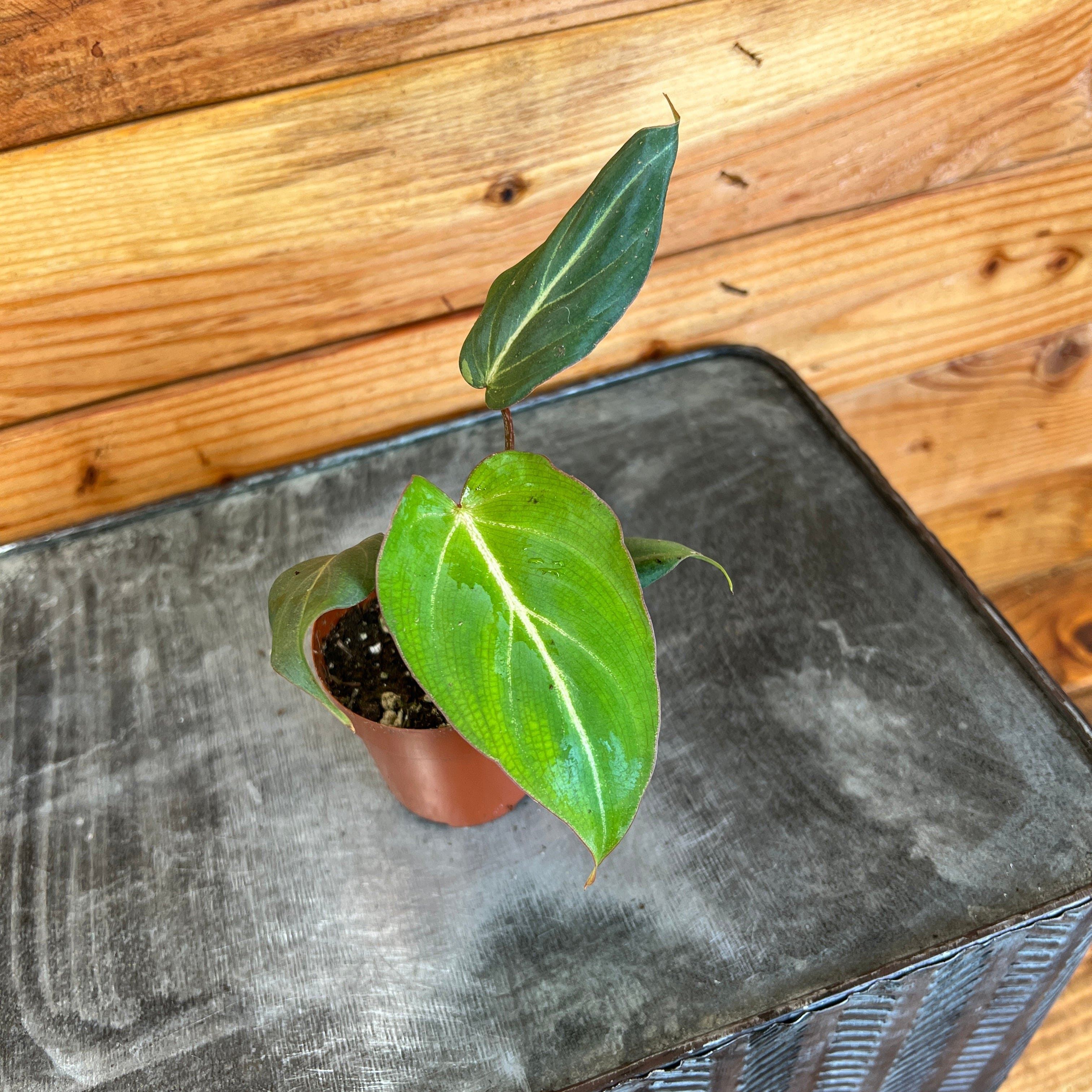 Philodendron Gloriosum Dark form， 2