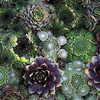 Perennial Assorted Sempervivum Succulent (Hens and Chicks) 1.0 Qt. 1041