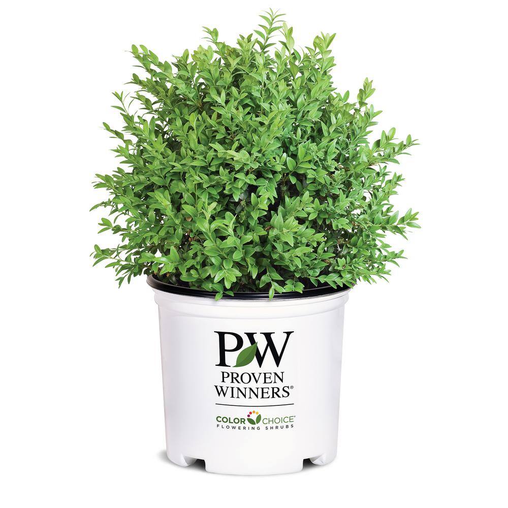 PROVEN WINNERS 1 Gal. North Star Boxwood Shrub 18188