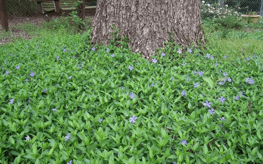 3 Vinca Plants Periwinkle/Vinca - Hardy Groundcover in 4 inch Pots