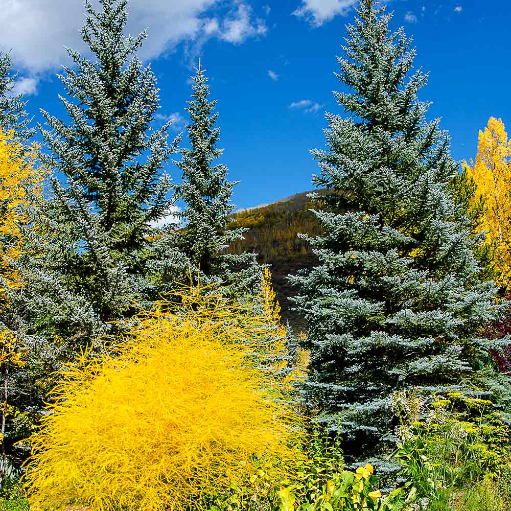 Colorado Blue Spruce Tree