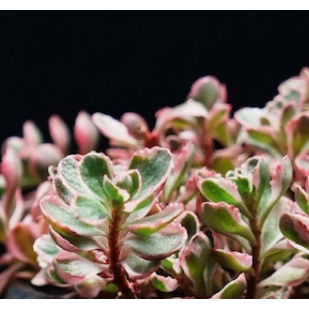 Zeus  Ruta Live Sedum Spurium Tricolor in Separate in Pots Pet-Safe (5-Pack) BG-38