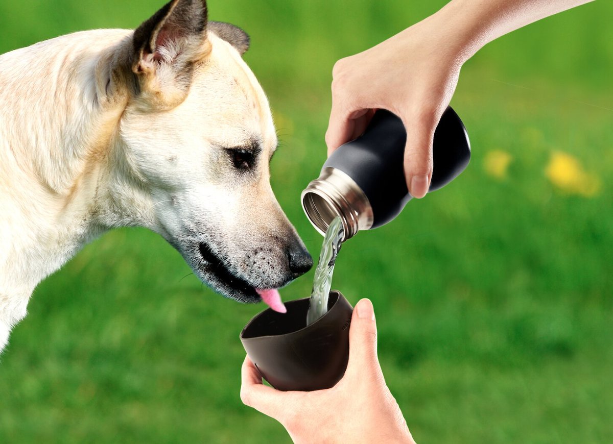 Mobile Dog Gear Dog Water Bowl