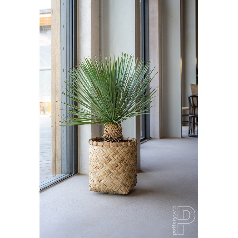 Pottery Pots Zayn Bamboo Indoor Outdoor Round Planter  Natural Finish