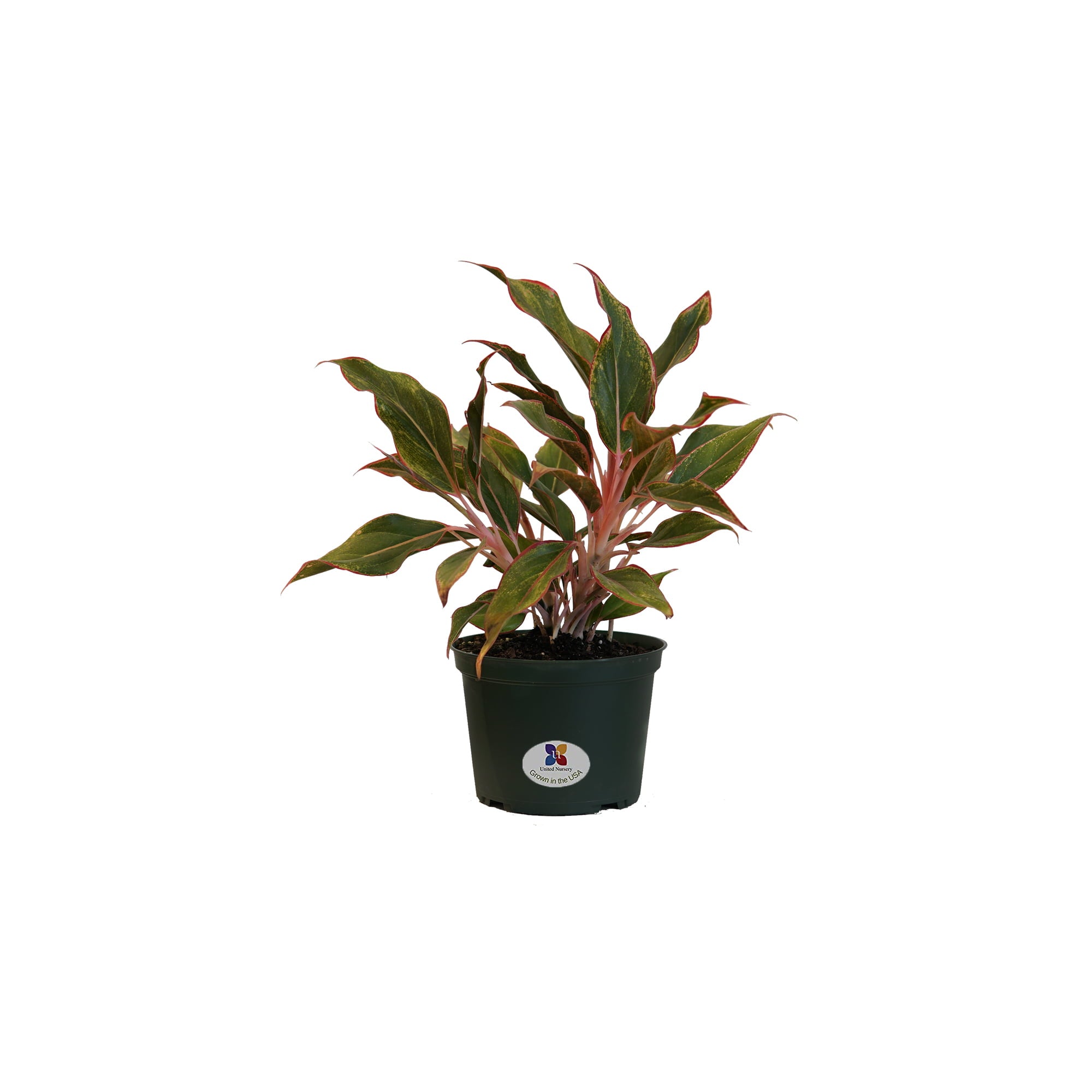 United Nursery Live Aglaonema Siam Aurora Plant 12-16 Inches Tall in 6 Inch Grower Pot