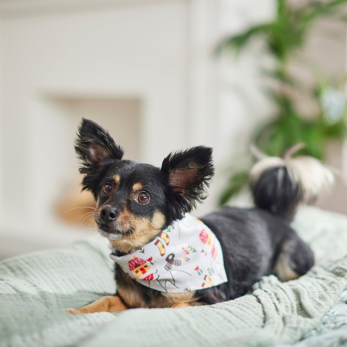 Frisco Wintry Vibes Dog and Cat Bandana