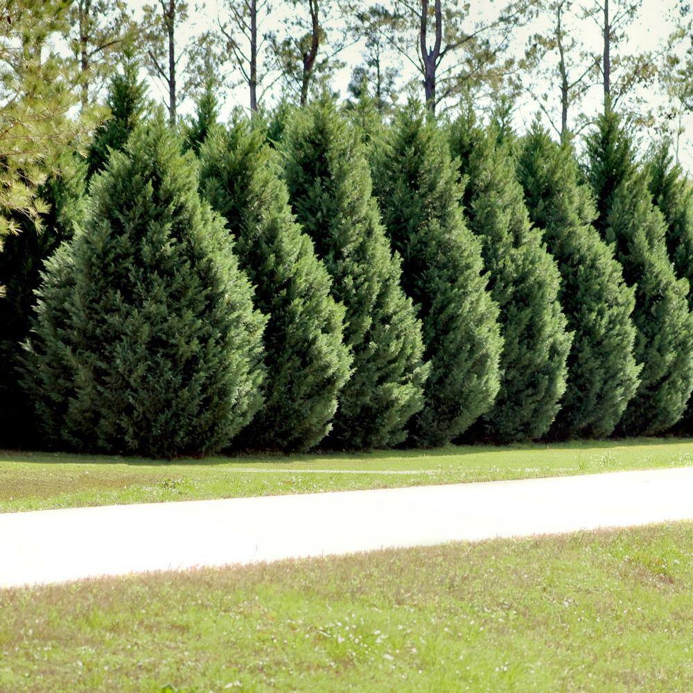 national PLANT NETWORK 2.5 qt. Cypress Leyland Shrub HD1100