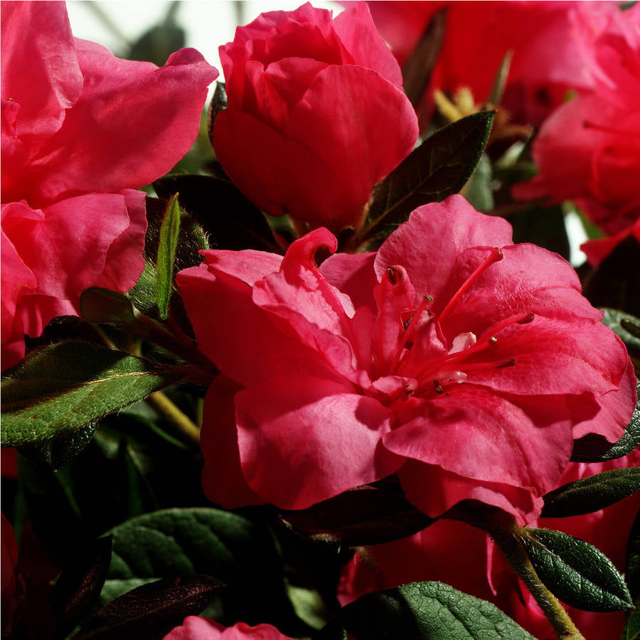 Encore Azalea Autumn Rouge (2 Gallon) Dark Pink Flowering Shrub - Full Sun Live Outdoor Plant