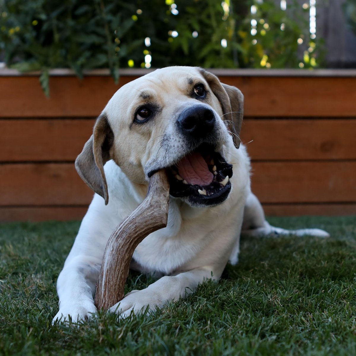 Prairie Dog Split Elk Antler Dog Chews， 6 - 7.5 inch