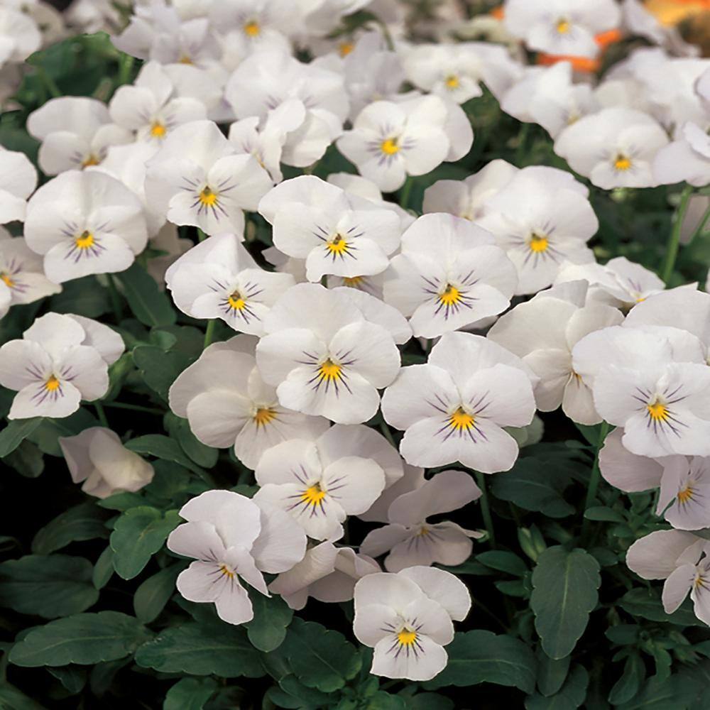 1 Gal. White Viola Plant 2119