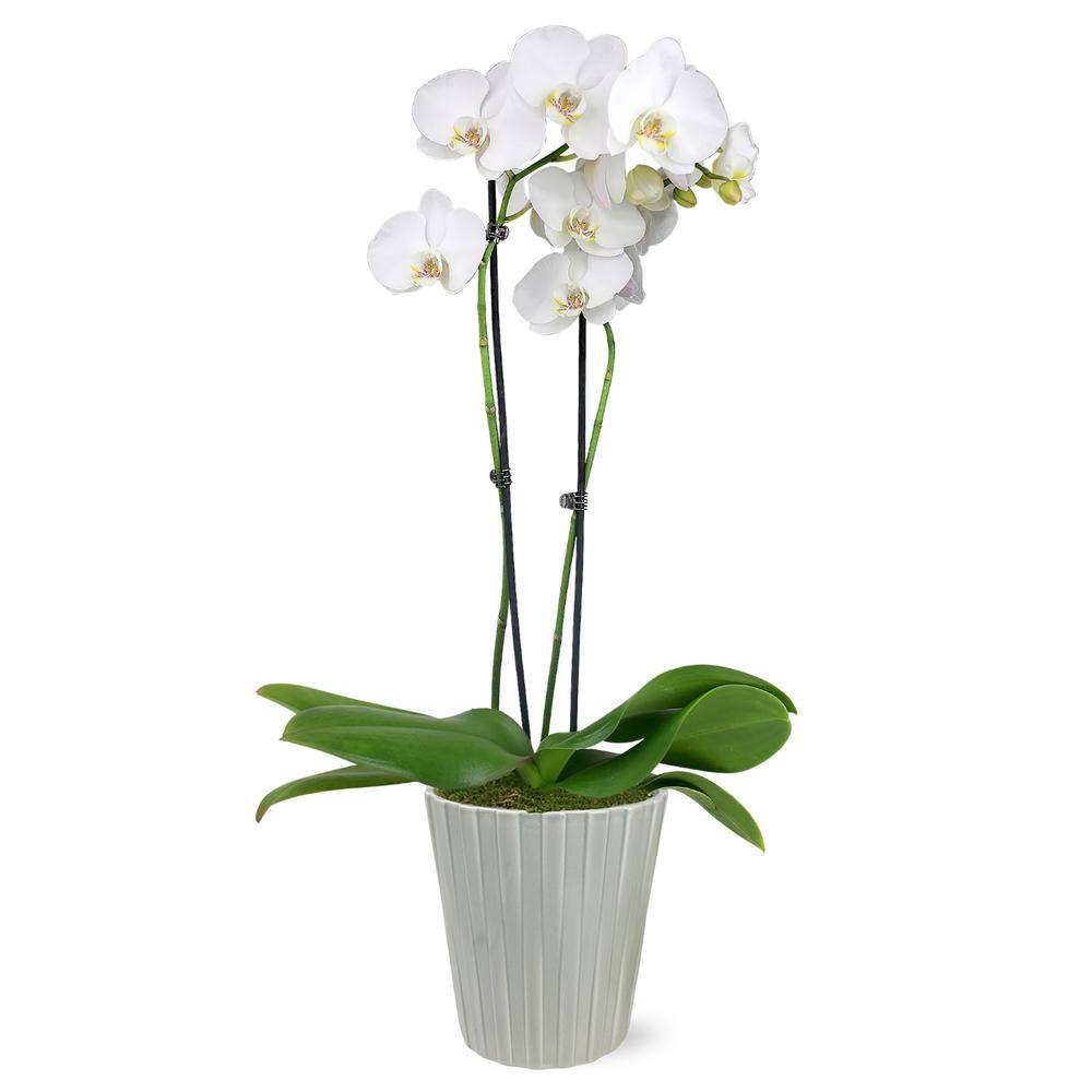 Just Add Ice Premium Orchid (Phalaenopsis) White with Yellow Throat Plant in 5 in. Grey Ceramic Pottery J5010