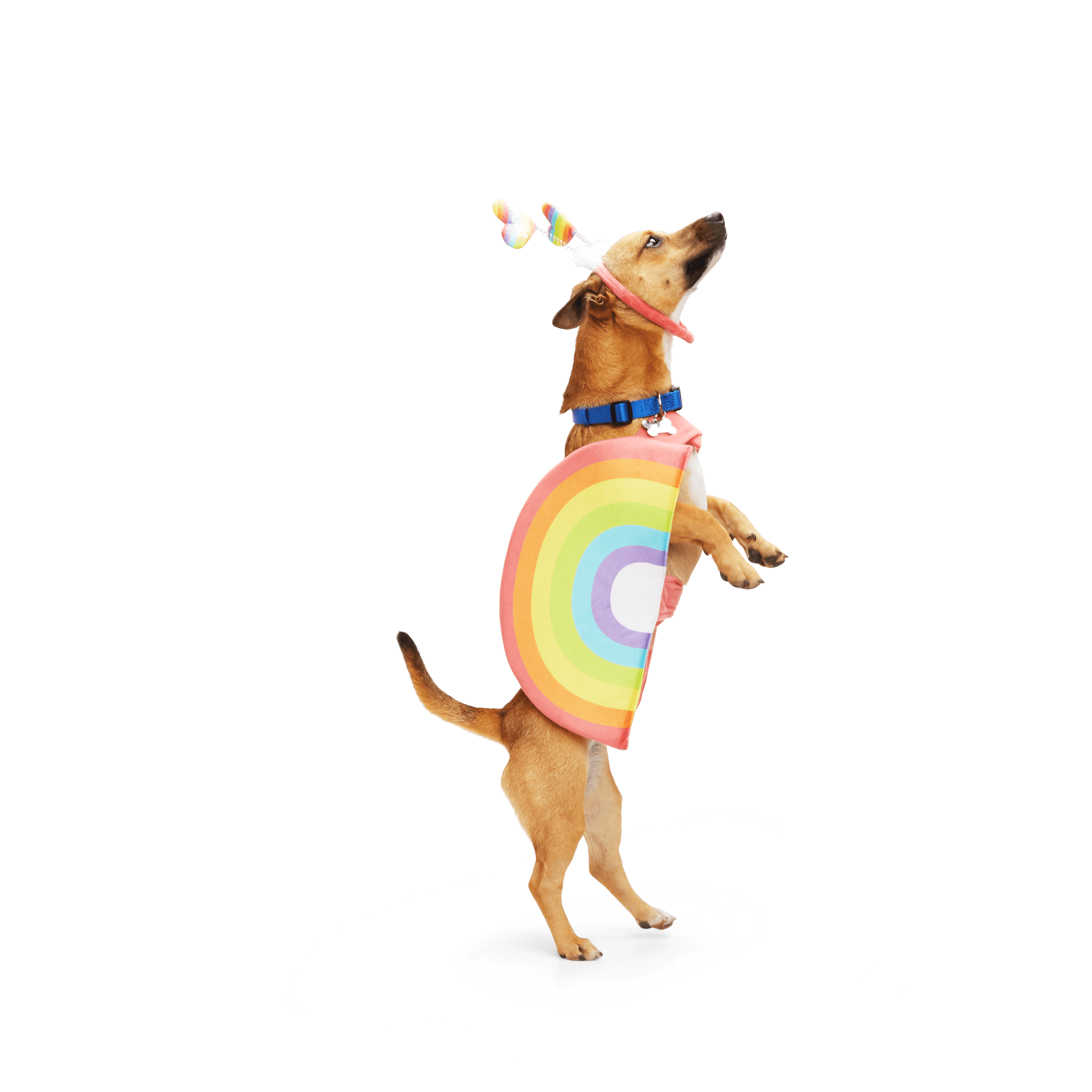 YOULY Pride Rainbow Dog Costume， X-Small