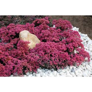 Plants That Work Stonecrop (Sedum) Dazzleberry 19715