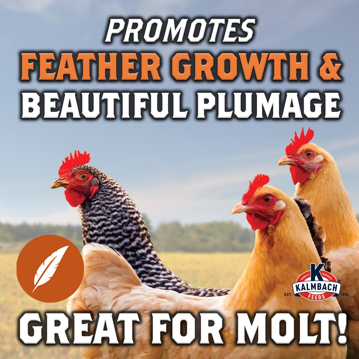 Kalmbach Feeds All Natural 20% Protein Full Plume Feathering Chicken Feed， 50-lb bag