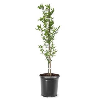 1 Gal. Live Oak Shade Tree OAKLIV01G