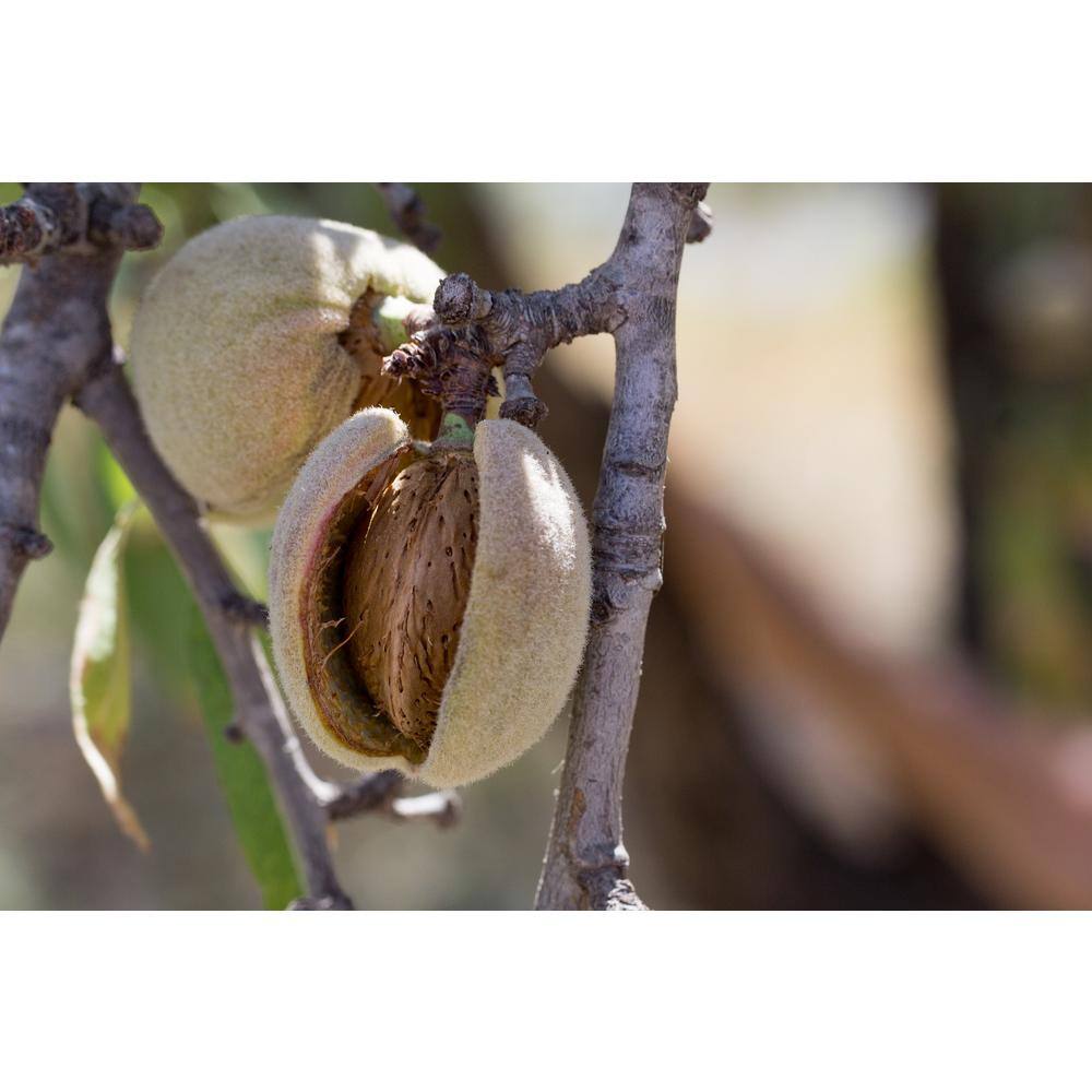 Online Orchards All-in-1 Almond Tree Bare Root NTAL001
