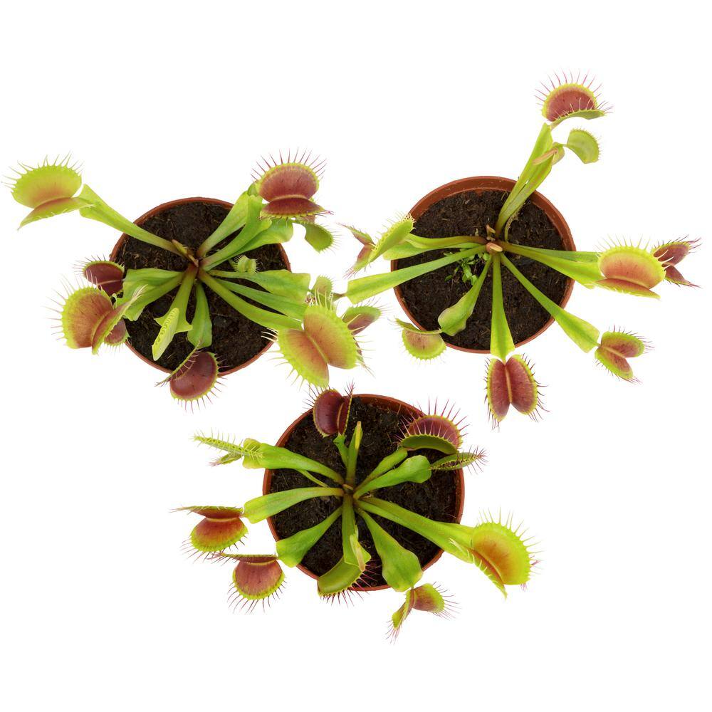 ALTMAN PLANTS 3 in. Venus Flytrap (3-Pack ) 0881352