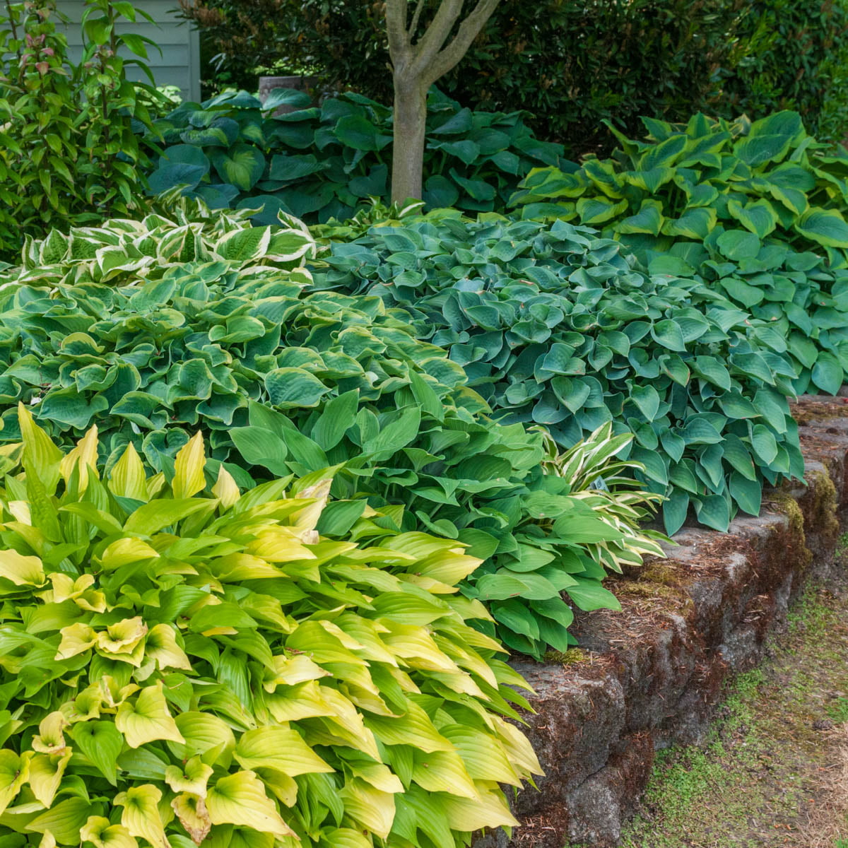 Hosta Mixture Dormant Bare Root Shade Perennial Plants， 8-Pack