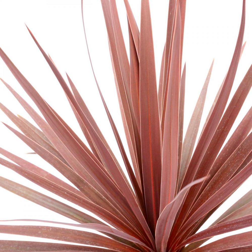 Annual Grass Cordyline australis Red Star 2.5 QT - (2-Pack) 1012