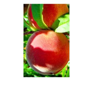 7 Gal. Red Haven Peach Tree PCHRED07G
