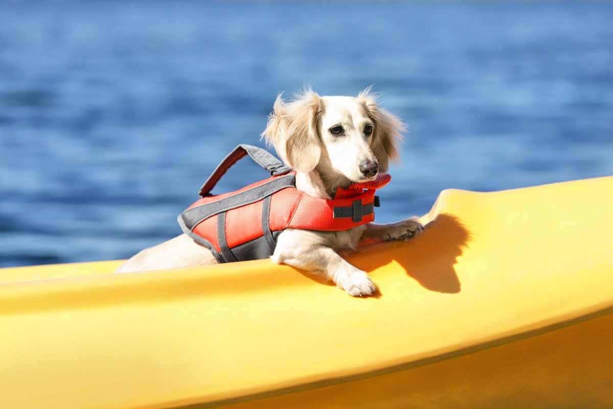 Frisco Ripstop Dog Life Jacket