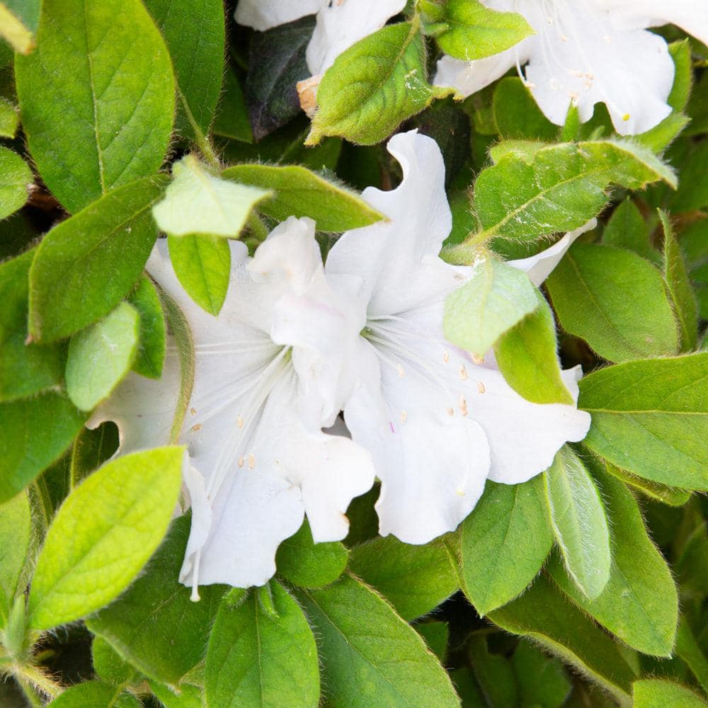 ENCORE AZALEA 1 Gal. Autumn Lily Shrub with Brilliant White and Purple Streaking Reblooming Flowers 80441