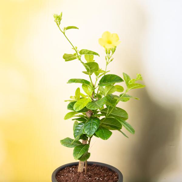 Allamanda Creeper, Pentalinon luteum (Yellow) - Plant