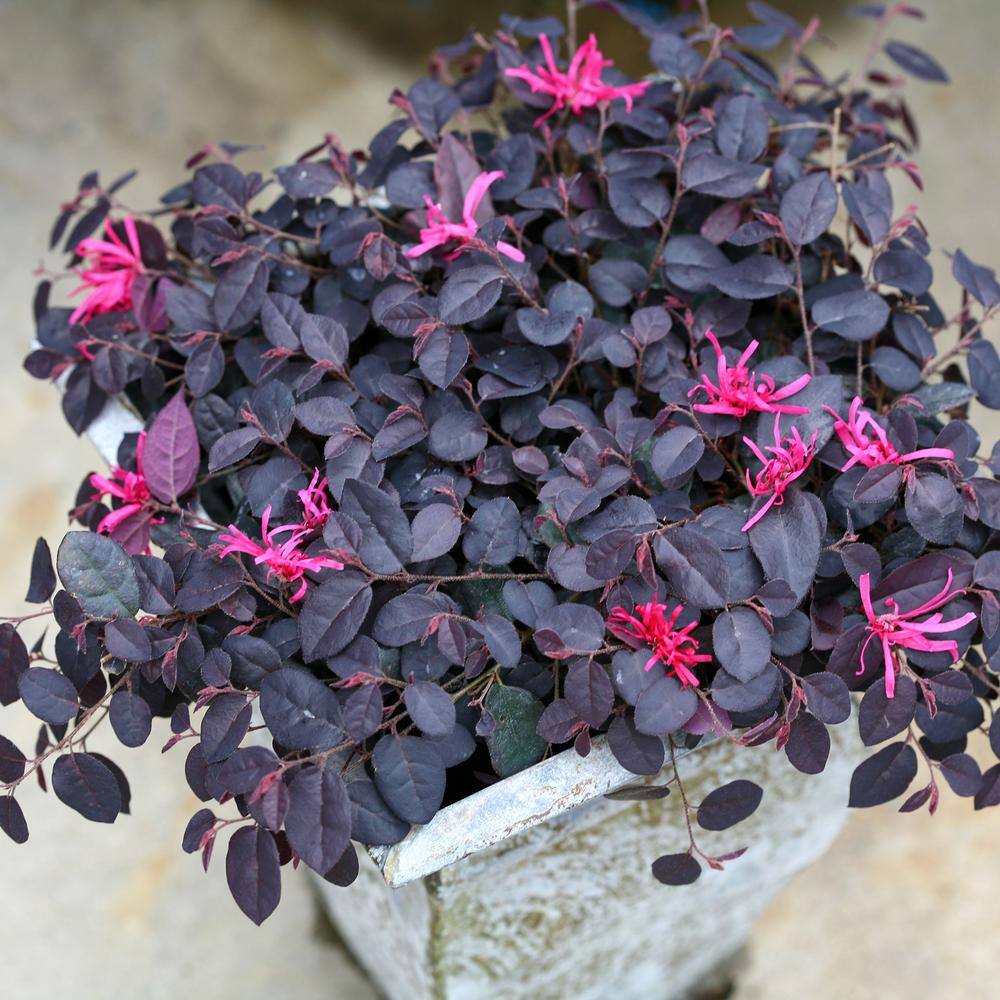 PROVEN WINNERS 2 Gal. Jazz Hands Mini Loropetalum Shrub with Black-Purple Foliage 16611