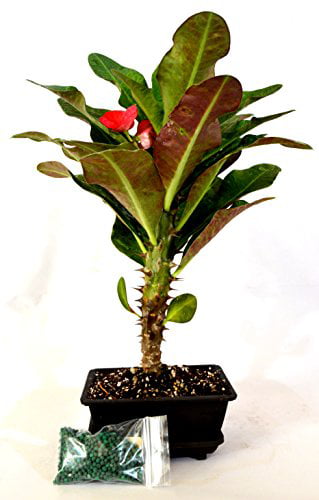 9GreenBox - Red Crown of Thorns Bonsai with Water Tray and Fertilizer