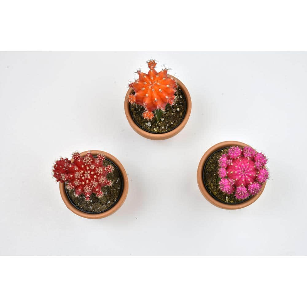 SMART PLANET 2.5 in. Assorted Grafted Cactus 3-Pack in Terra Cotta Clay Pot 0872530