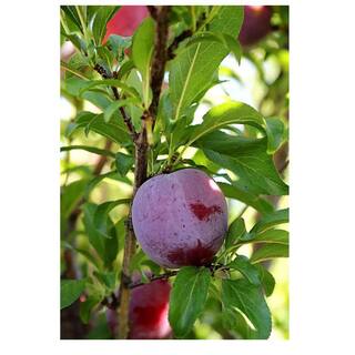 Southern Living 5 Gal. Santa Rosa Plum Tree PLUSAN05GSL