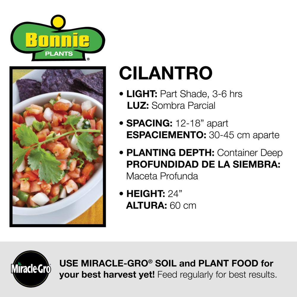 Bonnie Plants 2.32 qt. Cilantro Herb Plant 5027