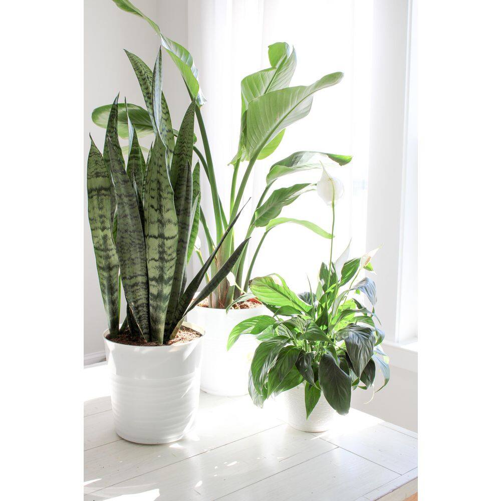 Vigoro Grower's Choice Sansevieria Indoor Snake Plant in 6 in. White Ribbed Décor Pot Avg Shipping Height 1-2 ft. (2-Pack) CO.SL07.3.VI.WH