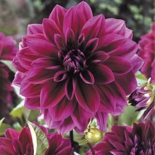 VAN ZYVERDEN Dahlias Thomas Edison Bulbs (Set of 5) 11224