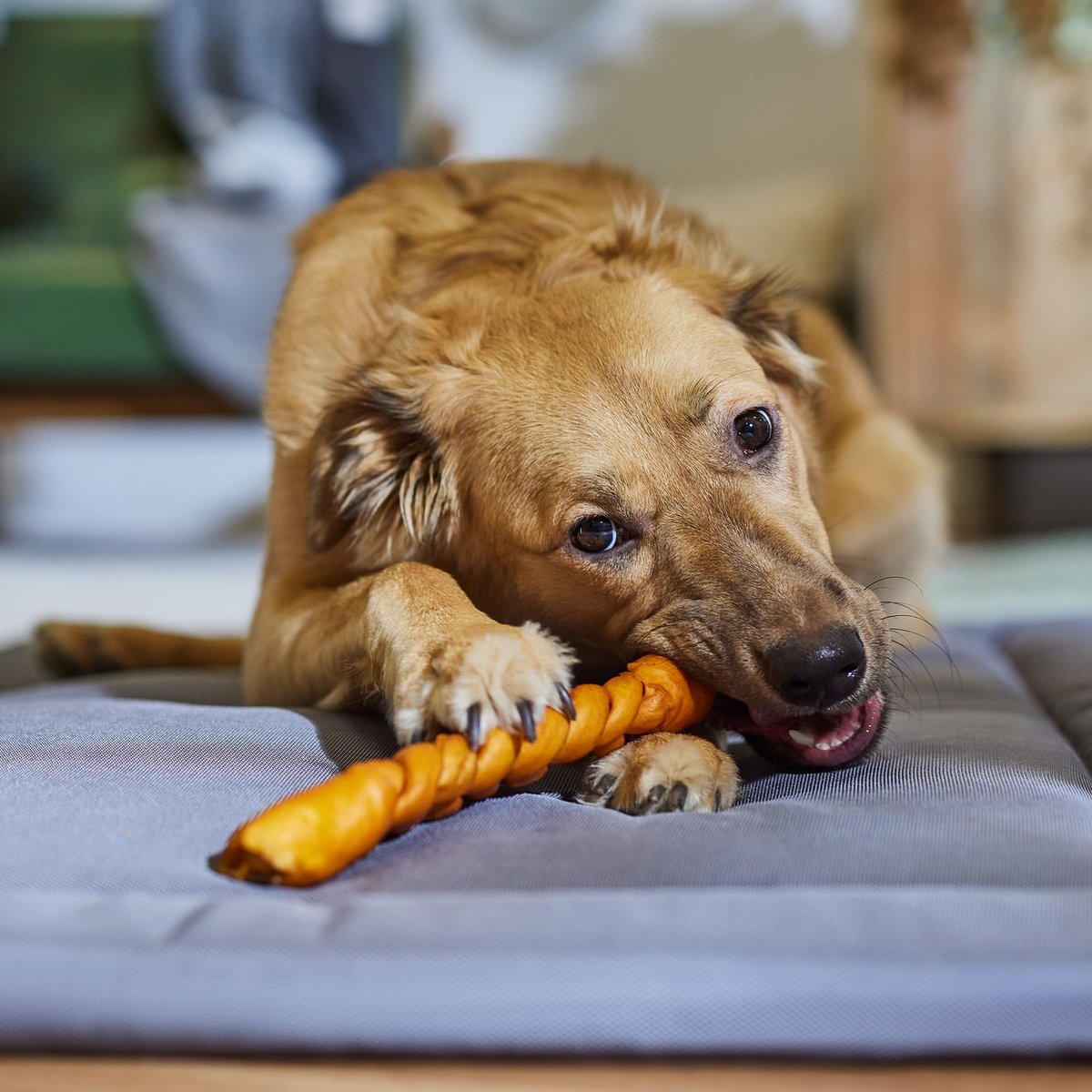 Premium Pork Chomps Roasted Braid Dog Treat