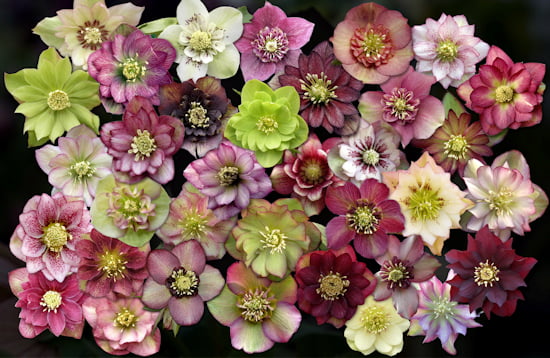 3 Live Hellebore Plants - Mixed Lenten Rose / Hellebore in 2 Inch Pots - Perennial， Winter-Blooming - Great for Cut Flowers - Helleborus x hybridis