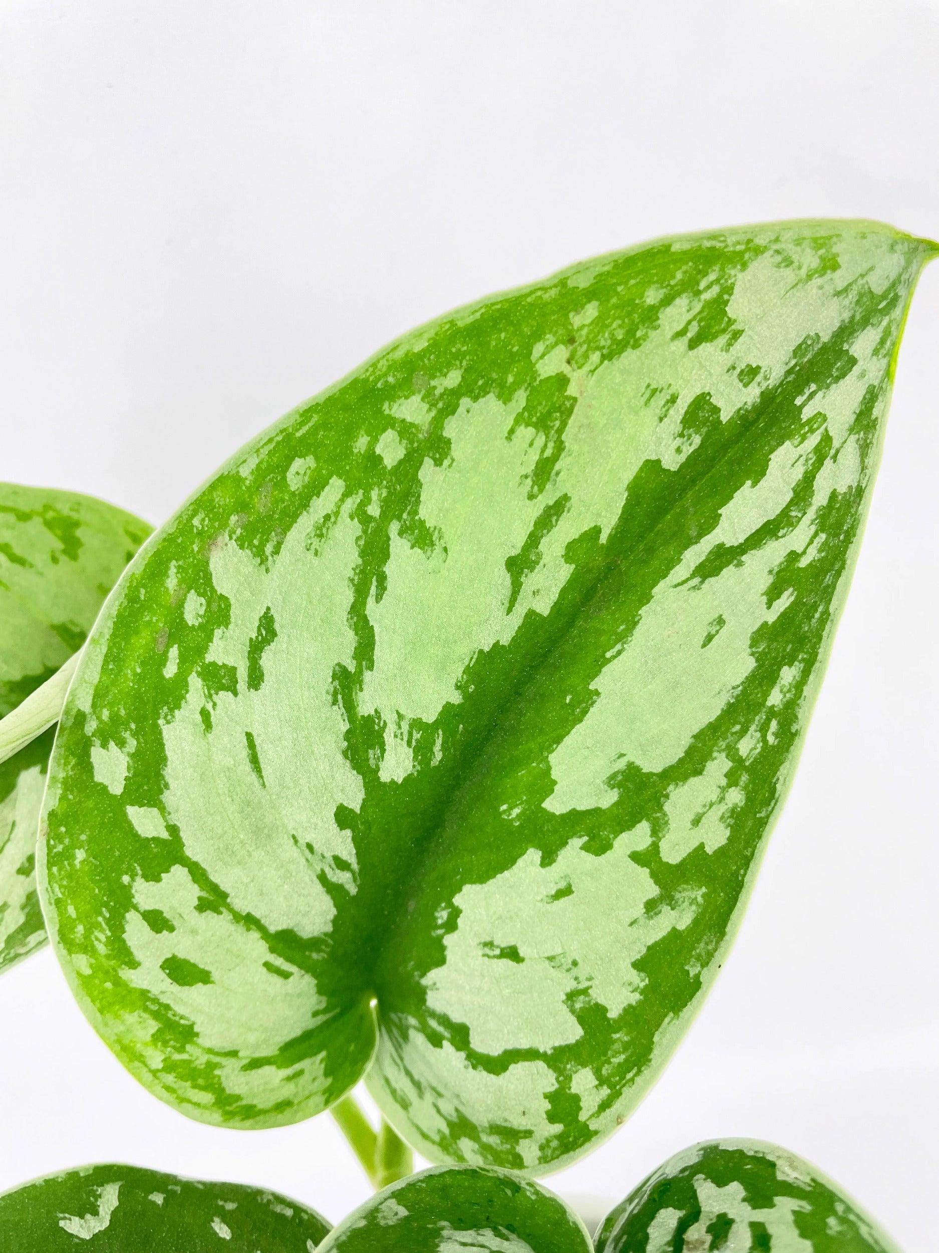 Scindapsus Pictus 'Exotica' Pothos