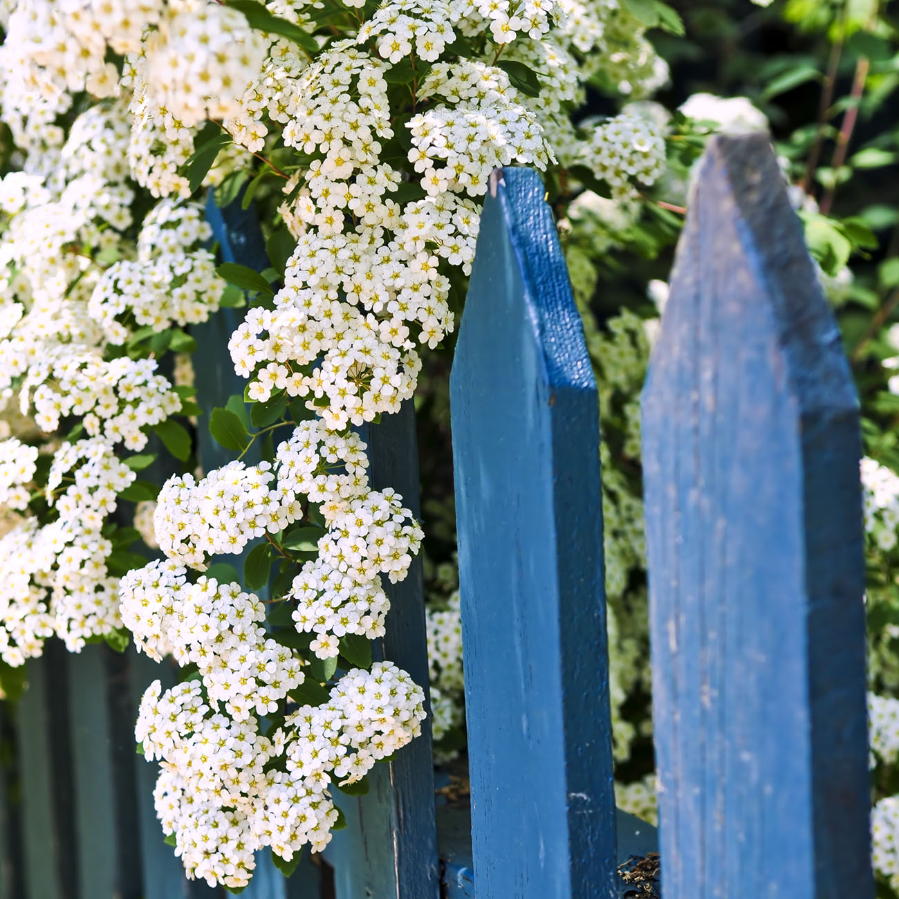 1 Gal. Bridal Wreath Spirea - Cascades of Blooms - Cold Hardy