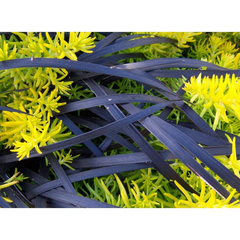 Online Orchards 1 Gal. Black Mondo Grass - Striking Dark Color Contrasts Beautifully Against Green and Purple Plants GROR010