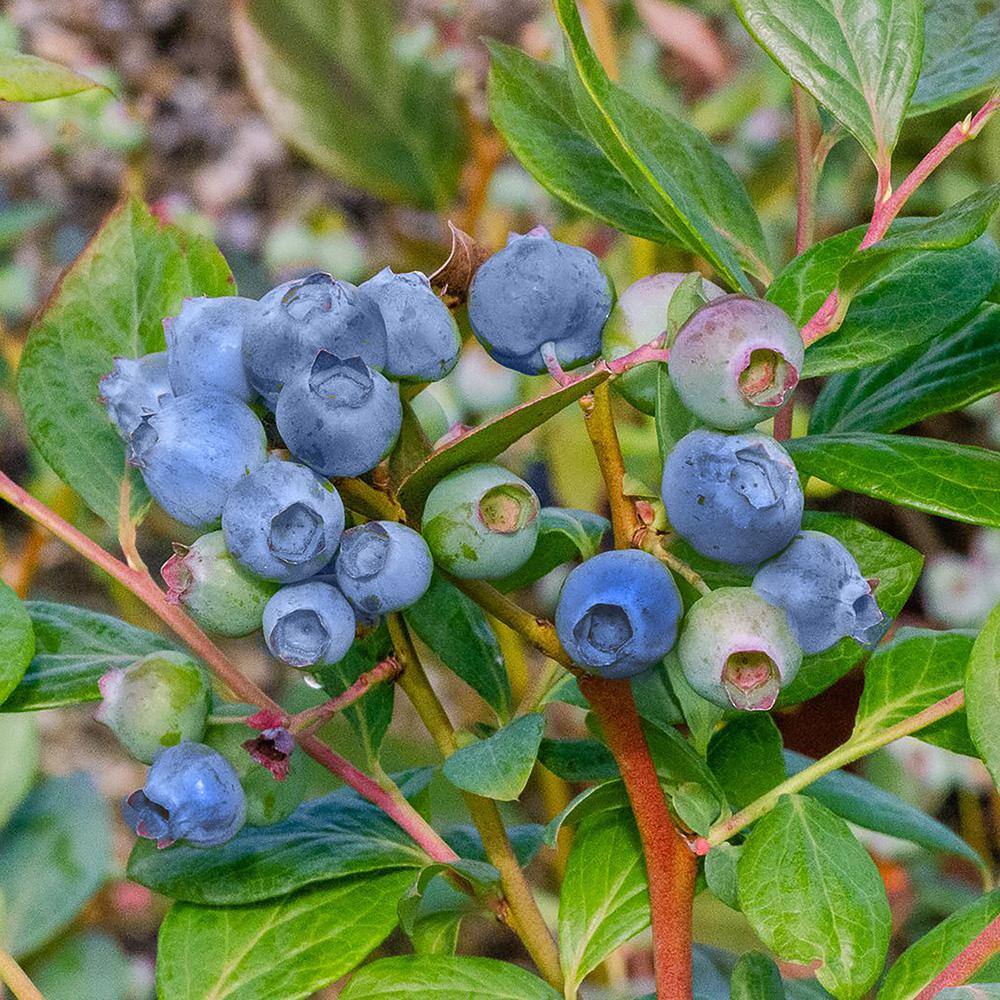 SOUTHERN LIVING 2 Gal. I Declare Blueberry Plant 19606