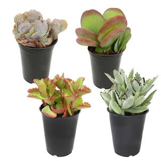 SMART PLANET 1 qt. Kalanchoe Assorted Succulents (4-Pack) 0872636