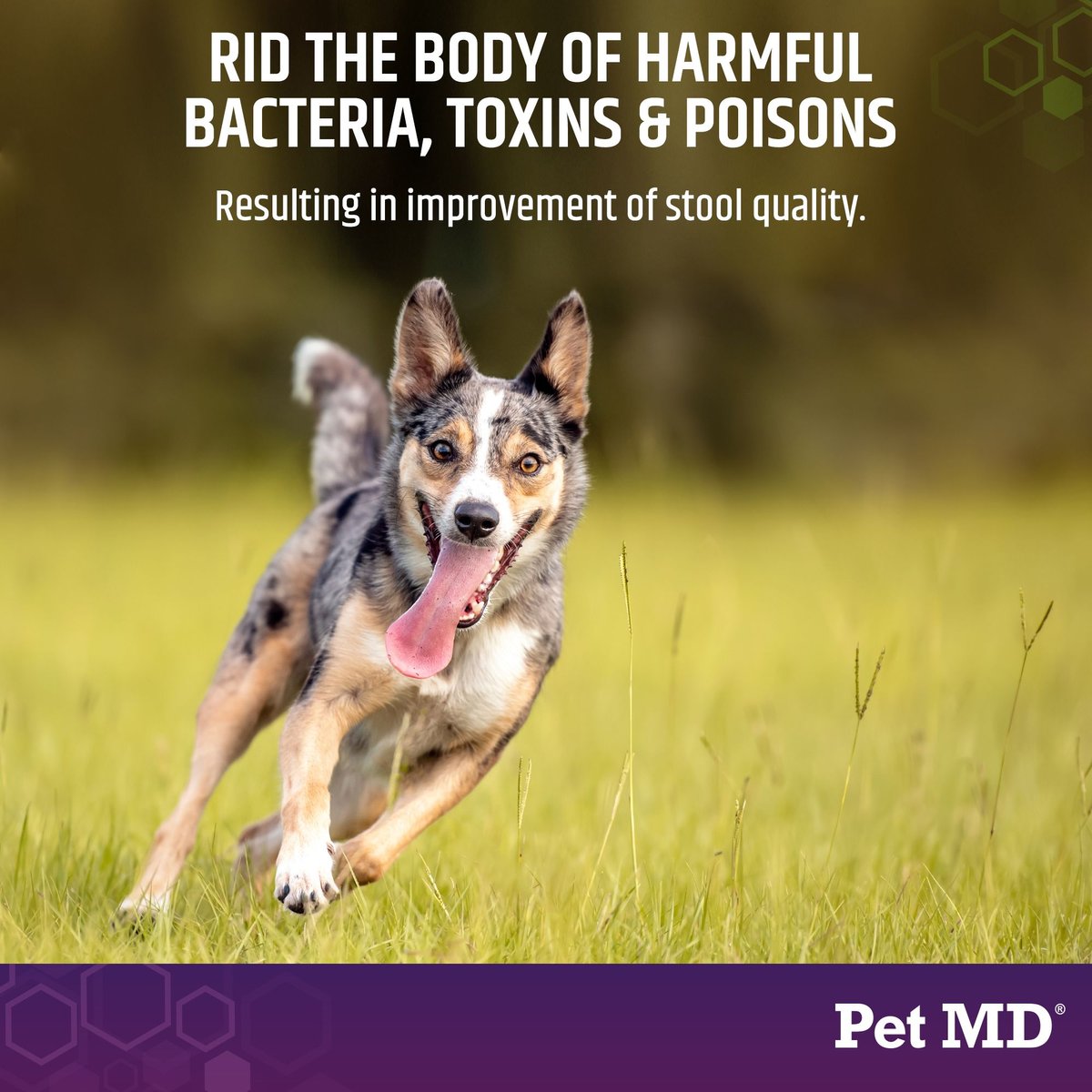 Pet MD Stool-Fix Homeopathic Medicine for Diarrhea for Dogs and Cats， 100g