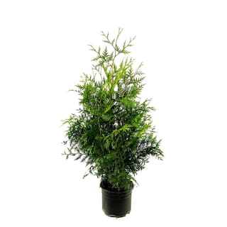 2.25 Gal. Green Giant Arborvitae (Thuja) Live Evergreen Shrub 1003088230