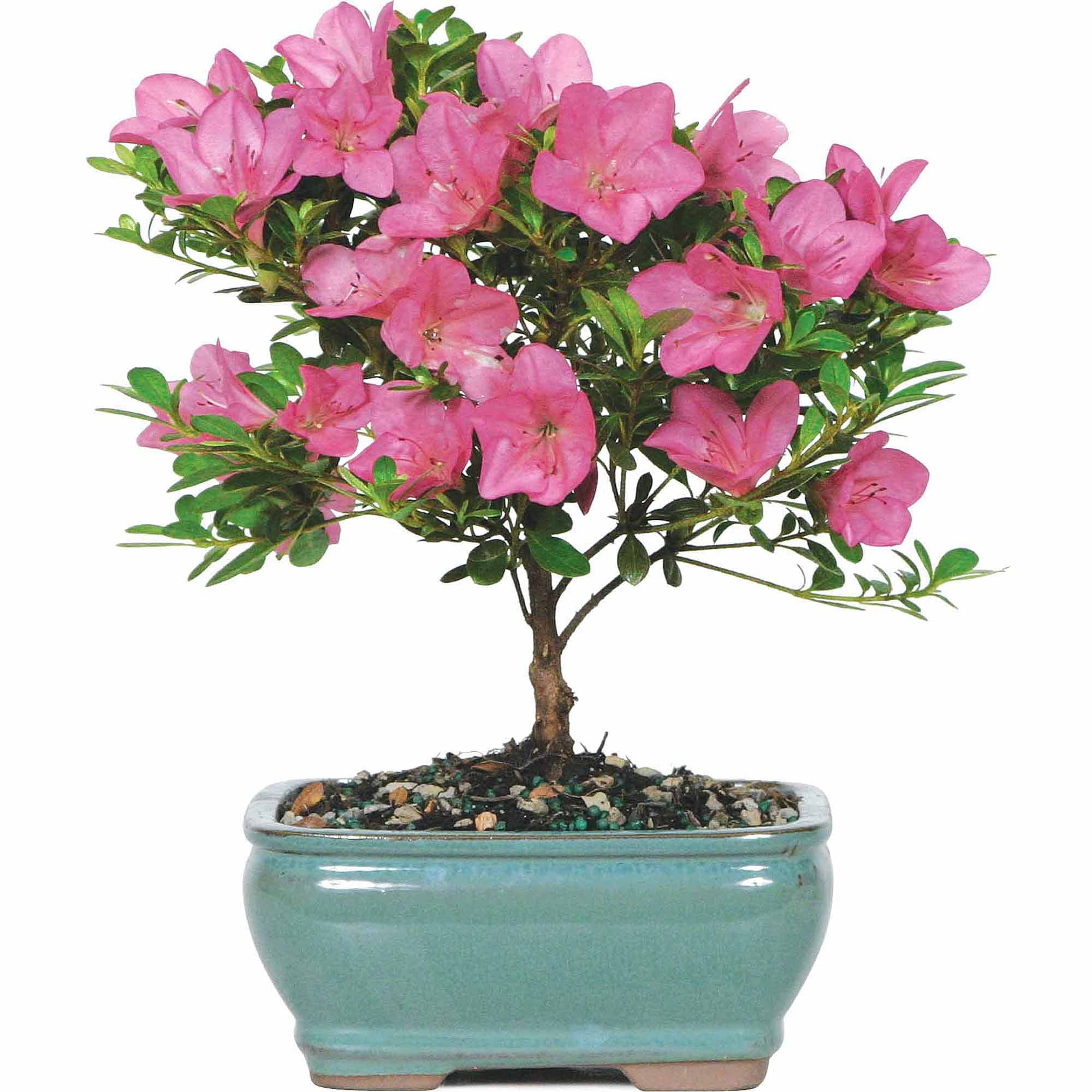 Brussel's Satsuki Azalea Bonsai - Small - (Outdoor)