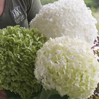 PROVEN WINNERS 1 Gal. Incrediball Smooth Hydrangea (Arborescens) Live Shrub Green to White Flowers HYDPRC1056101