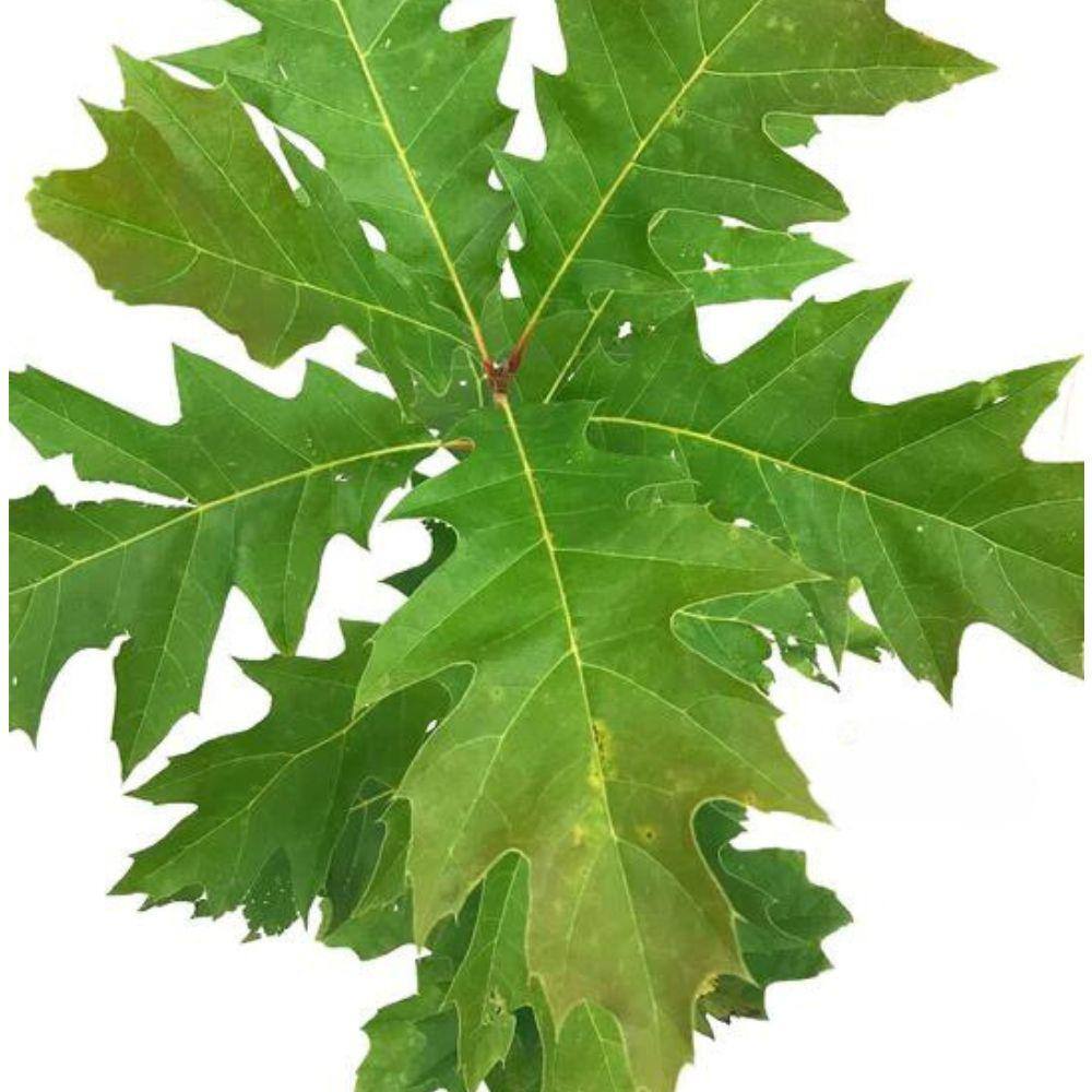 1 Gal. Northern Red Oak Shade Tree OAKNOR01G